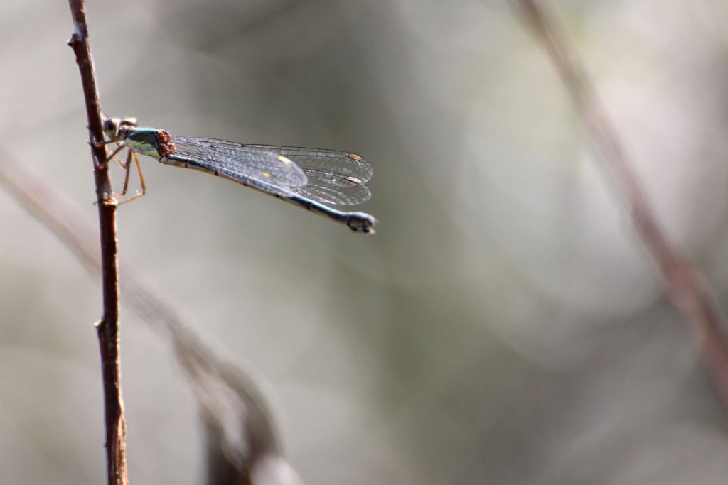 Chalcolestes viridis maschio e femmina?